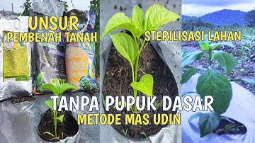 CARA MENANAM CABE DARI AWAL SAMPAI AKHIR METODE PROFESOR CABAI AGAR BERBUAH LEBAT TANPA PUPUK DASAR
