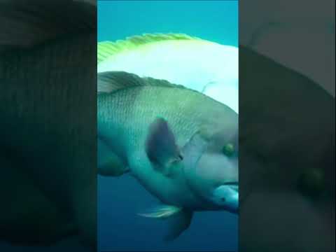 Она просто трансформировалась #животные #документальныйфильм #animals #beyond #природа #facts #momen