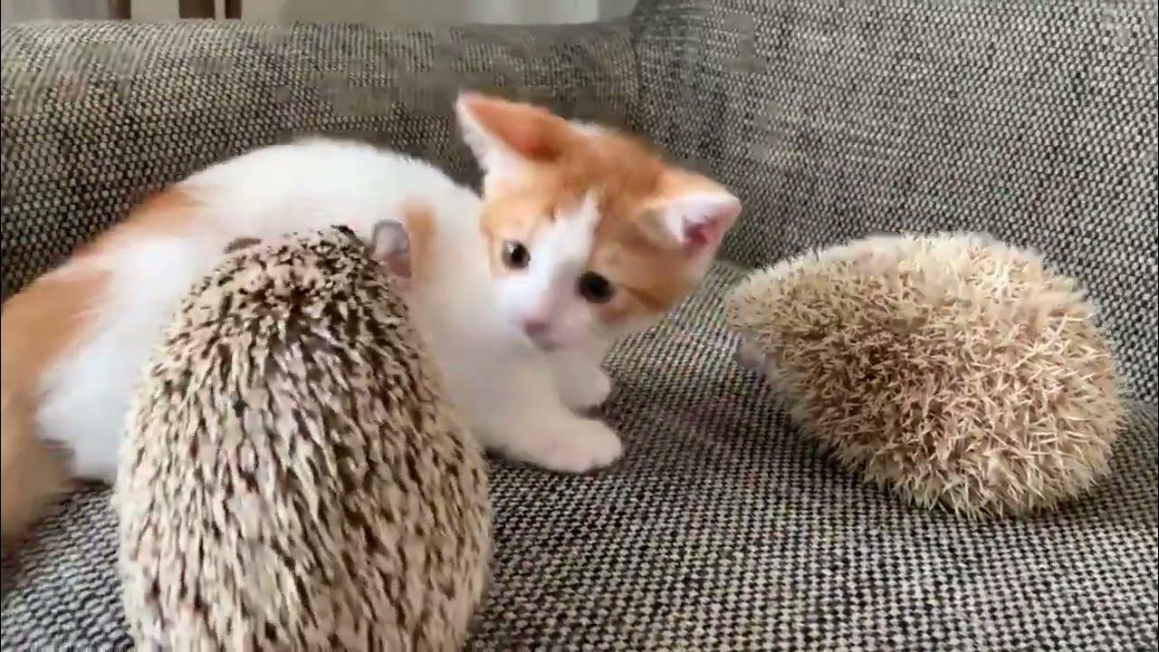 癒し 可愛い動物たちに癒されよう 18 かわいい Youtube
