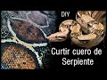 COMO CURTIR EL CUERO DE UNA SERPIENTE////Curtido de piel de víbora//// Disecado de piel