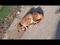 Rescue poor dog with one eye deformed by human cruelty, wandering in hunger