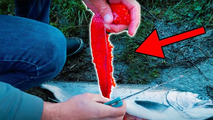 How To Cure Salmon Eggs, The Fastest & EASIEST Way To Cure Eggs