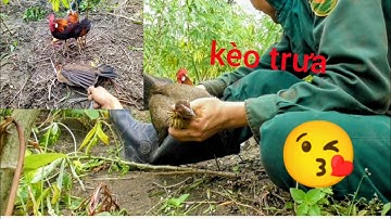 bẫy gà rừng mới nhất 8/11/2025 #garung #garung #gàrừng #chicken #gàrừngtaitrắng #gàrừngrặc #animals 