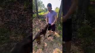 Stay Work With Pitbull Puppy Mocha