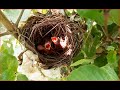Mother Bird Feeding Chicks &amp; Protecting Them.Ep6 [ Review Bird Nest ]