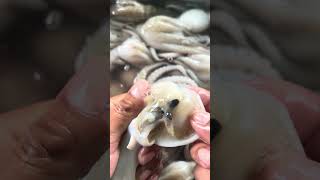 The baby giant squid has arrived! #food #octopus #seafood #satisfying #eating