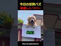 幸運を呼ぶ隣のレトリバー