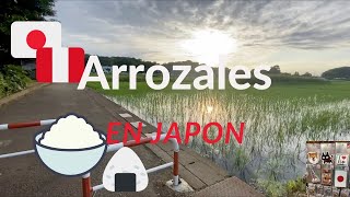 ARROZALES EN JAPÓN