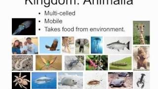 A2 Taxonomy Project (Movie2).mov