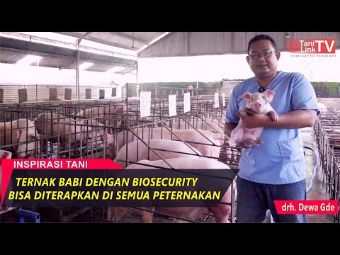 Peternak Babi Sukses Di Bali