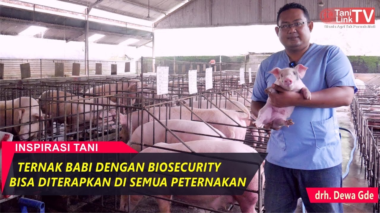 Sukses Ternak Babi Dengan Standar Biosecurity Lebih Aman Dari Serangan Penyakit