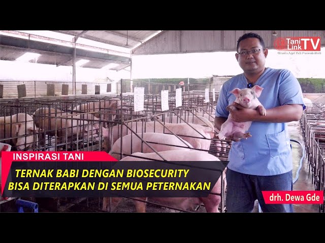 Sukses Ternak Babi Dengan Standar Biosecurity Lebih Aman Dari Serangan Penyakit class=