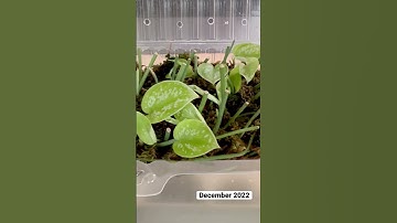 Watch me grow from node cutting to baby plant in 6 months! #scindapsus #plantpropagation