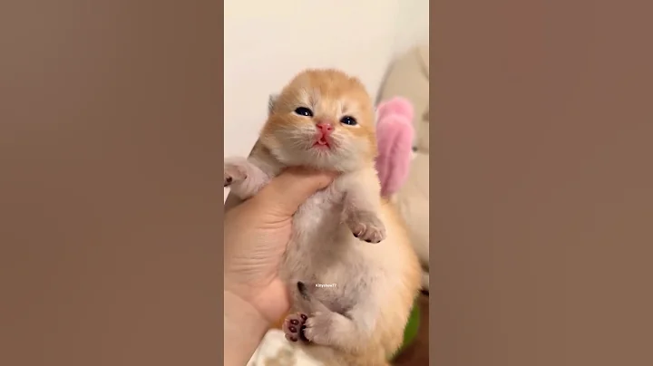 Video 11858521: cat kitten meow cutecats, catlover cats kittycat, funnycats catlove kittycat, kitty catlover funnycats, kitty catlover cats funny