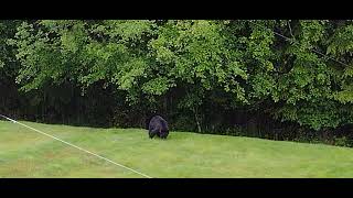 Backyard Bear by @VE7ED 64 views 1 year ago 1 minute, 29 seconds