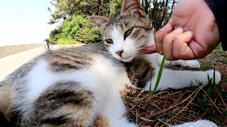 縄に尻尾が絡まった猫と再会したら、イケメン猫に成長していた