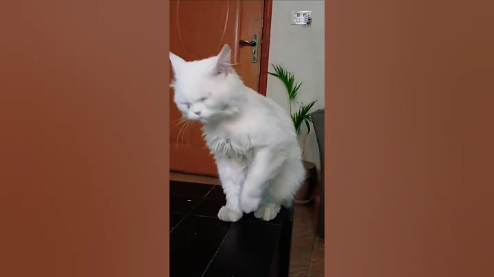 Video 10125661: white persian cat's grooming, cutecat
