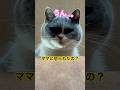 魔王様、ママに怒られる。#ブリティッシュショートヘア #猫のいる暮らし #ねことの暮らし #ねこ好きさんと繋がりたい #猫のいる生活 #ママに怒られた