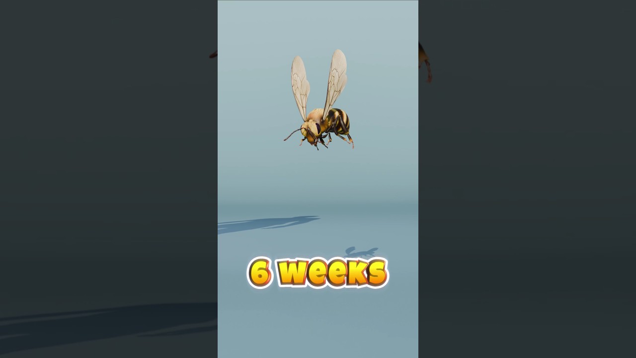 House Fly lifespan vs jellyfish lifespan