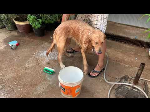 shower-time-for-my-golden-sandy-!!-super-smart-dog-part-3