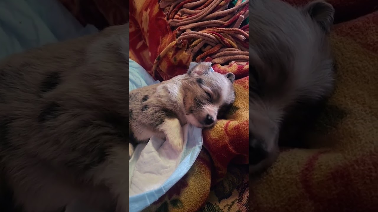 Special little puppy can't walk yet 😢 