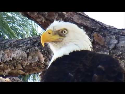 camera iphone 8 plus apk 2-8-18 Bald Eagle and chicks