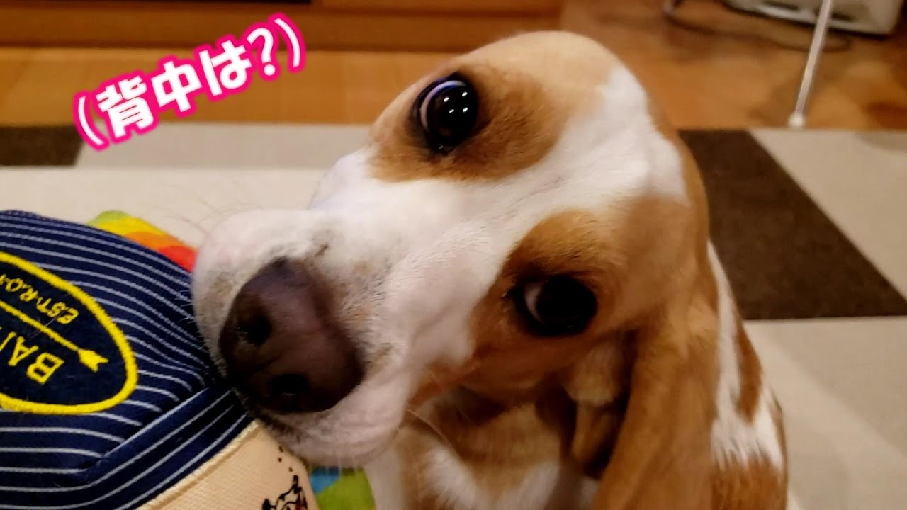 おやじに背中はかかせるも子供達の遊ぶ様子を暖かく見守ってくれるビーグル犬うぃるさん Youtube