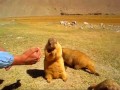 Fun with Marmots