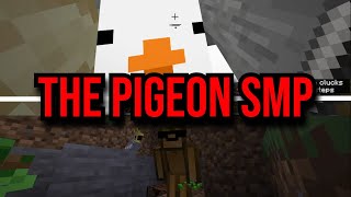 The START of the PIGEON SMP..