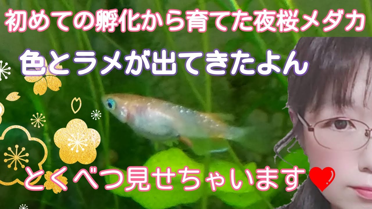 夜桜メダカ ２ヶ月 の成長報告 ﾉ Youtube