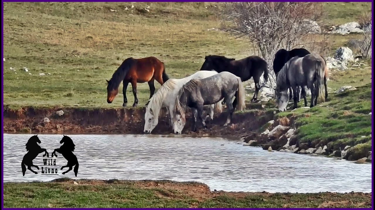 Sepavi Zekan i Njegovo Krdo Na Pojilistu