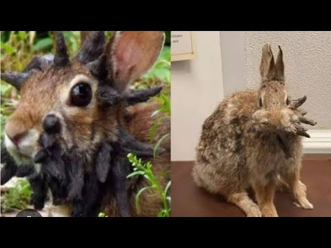 Mutant Horned Rabbits in Colorado – The Truth Behind the Creepy Viral ...