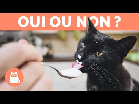 Est-ce que JE peux DONNER du YAOURT à mon CHAT ? 🥣🐈 Découvrez-le !