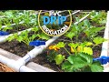 PVC Drip Irrigation System | EASY DIY