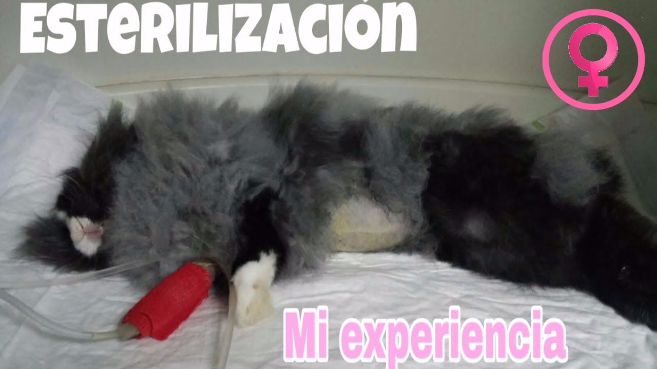 ESTERILIZACIÓN EN CONEJAS HEMBRAS — Mi experiencia