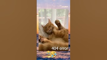 404 error: brain not found 😂😂 #cat #fyp #shorts