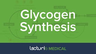 Glycogen Synthesis | Glycogen Metabolism | Biochemistry