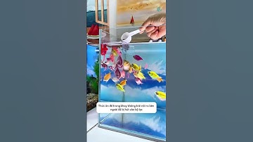 Cách đơn giản để tiết kiệm hơn khi chăm cá với chiếc khay cho cá ăn thức ăn nổi #aquatic #shorts
