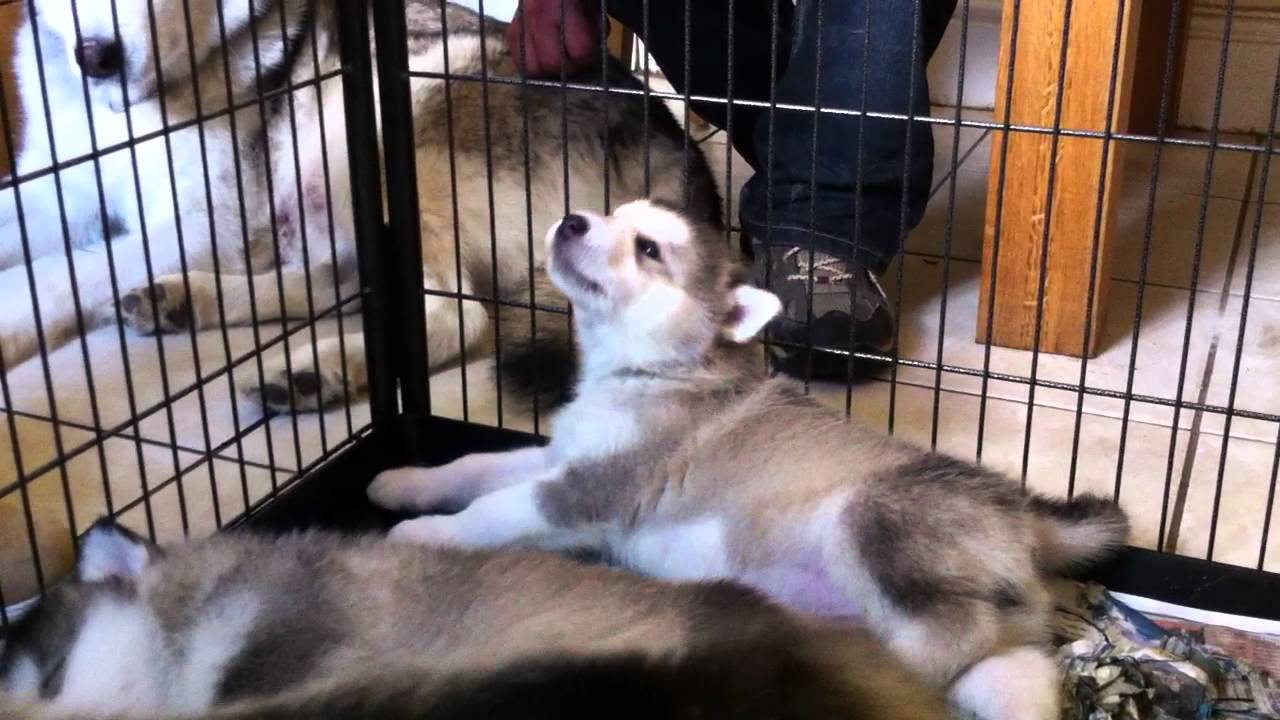 Alaskan Malamute Puppy Howling (4 weeks) - YouTube