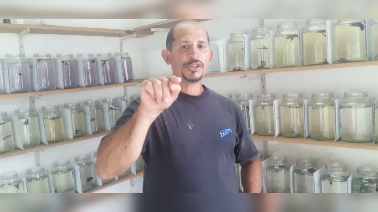 saiba tudo sobre a mutação dos Koi e Avatar!!!