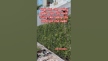 Cung Cấp Các Loại Tường Rào Cây Xanh Theo Yêu Cầu Giá Nhà Vườn #0917183271 #xuhuong #tuongrao