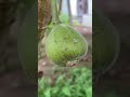 大果榕,学名 Ficus auriculata,别名木瓜榕、大无花果。它属桑科榕属,得名于其巨大的果实。其聚花果簇生于树干基部,可生食或制酱。 #植物科普