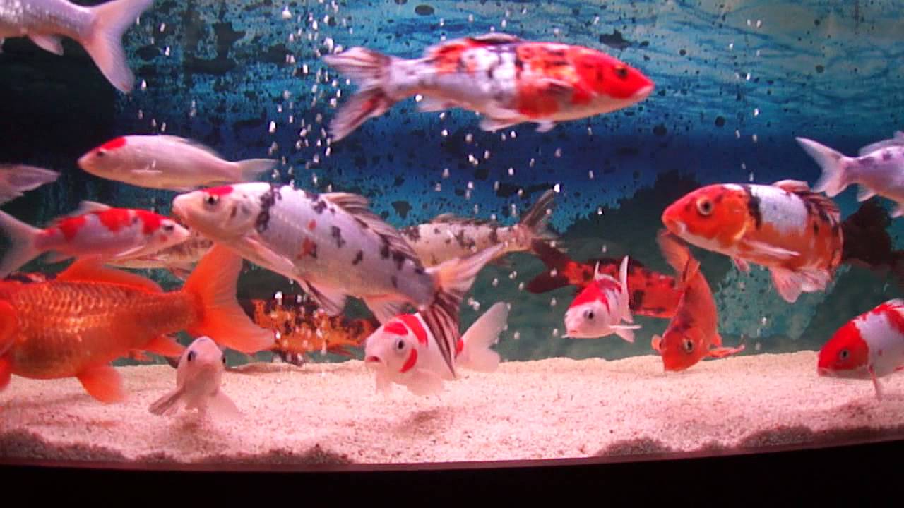 Koi Akvaryumu My Koi Tanks Youtube