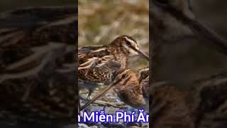 Download Lagu Tiếng Chim rẻ giun miễn phí bẫy chuẩn MP3 Download Lagu Tiếng Chim rẻ giun miễn phí bẫy chuẩn MP3