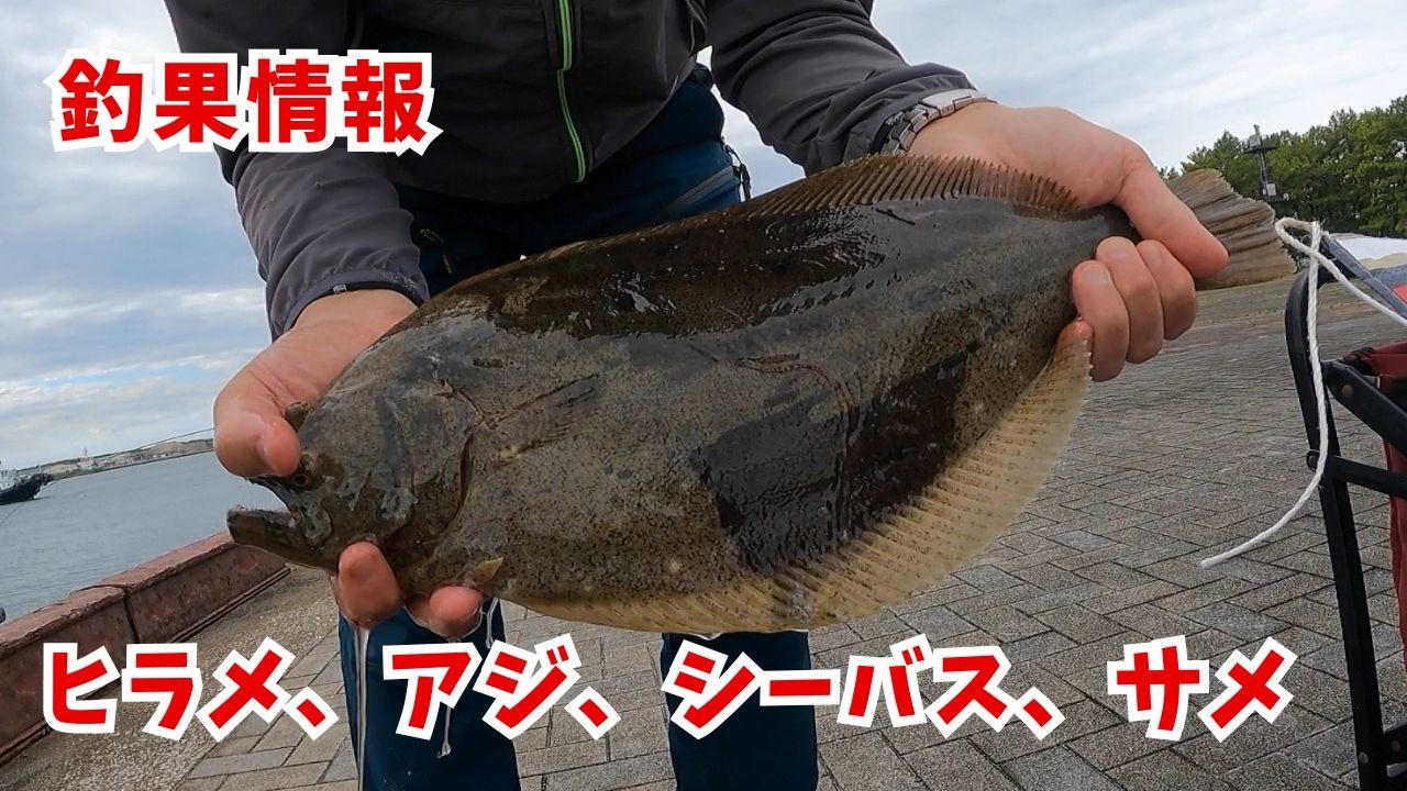 Fishing Report: Flounder, Horse Mackerel, Seabass (Blackfin