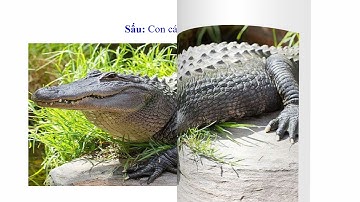 TẬP ĐỌC LỚP 5:    ĐẤT CÀ MAU - CÔ PHẠM LUYỆN