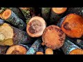 Growing More and Better Hardwoods - Back to Silviculture Basics: Part 2