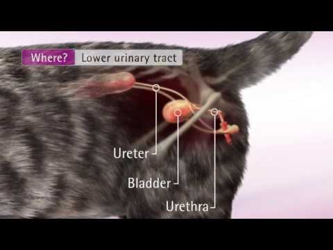 Video: Feline Urinary Tract Disease: Ano Ang Dapat Mong Malaman