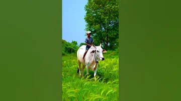 One Boy And One Ox Best Friend Watch Youtube Videos And Subscribe My Channel Youtubeshorts 