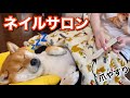 柴犬ネイルサロン始めました【癒し】